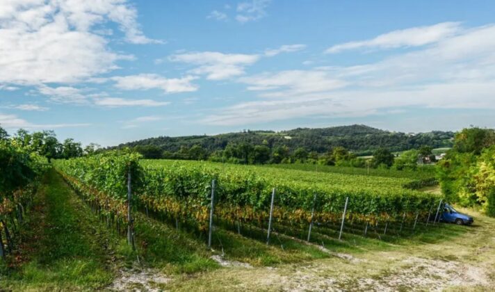 Menegotti vineyard in Custoza