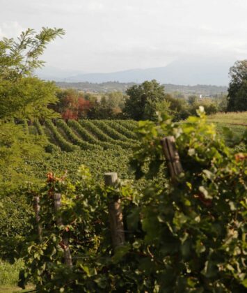 Ottella vineyards in Lugana
