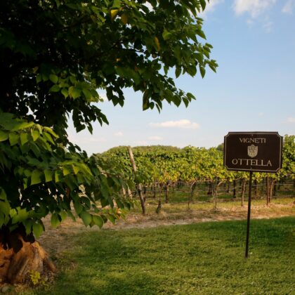 Ottella vineyards in Lugana